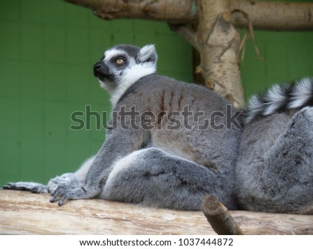 Lemur sitting on a branch close-up
