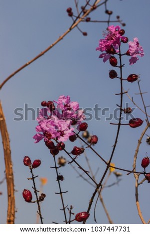 branches with several pink flowers with blue sky in the background