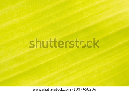 Stripes on green banana leaves background.