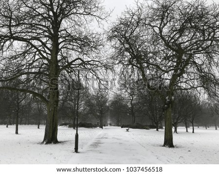 A beautiful London winter scene, with a snow covered path between trees in the park, London, UK