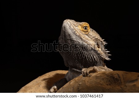a male bearded dragon exotic pet reptile isolated against a dark studio background 