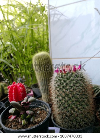 Top View of Cactus Frame Mix Cactus Pot and Sculent Plant flat