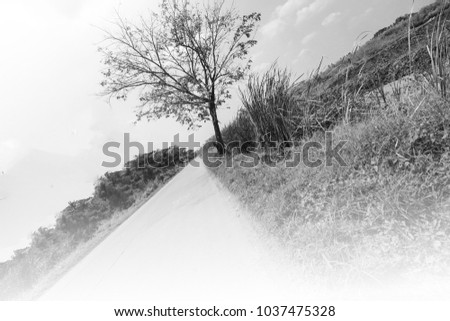 Winter Country Road With Trees Beside and Big tree on the center B&W picture Concept