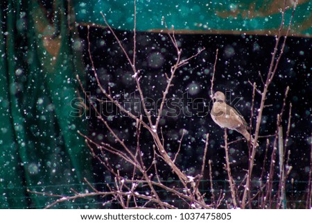 pigeon on a tree during snowing