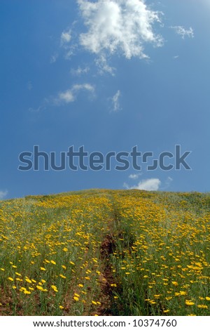 Footpath in the sky. Slope of a hill covered flowers.