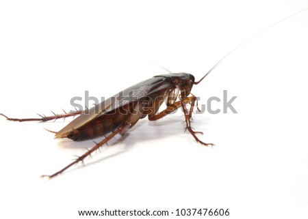 cockroach insect isolated on white background