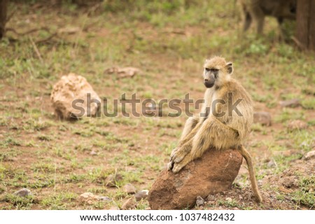 Baboon sitting on a stone cleaning his teeth in the savannah amboseli park in K enya