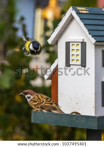 Tit in flight - sparrow sitting