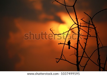 A bird in sunset