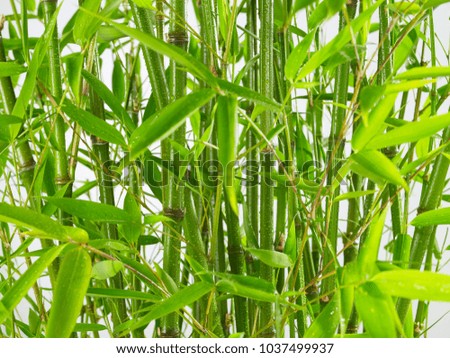 bamboo green backgrounds