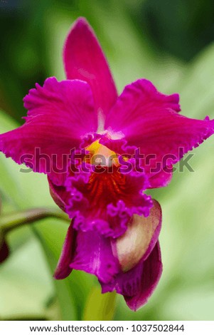 Flowers of orchids  brightly colored
