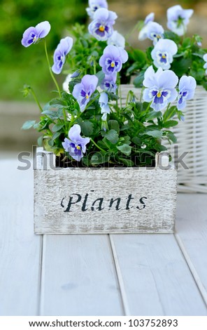 Blue pansies in the wooden pot