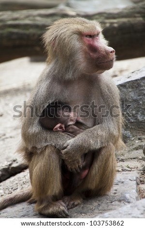Baby Baboon drinking by mother