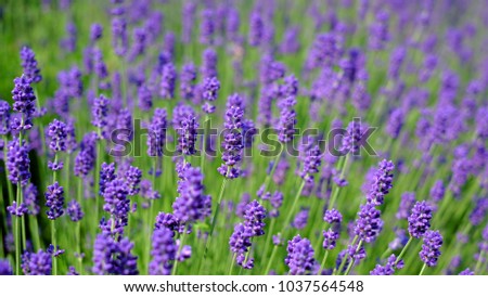 Purple Lavender Fields in Tomita Farm, Furano town, Hokkaido, Japan