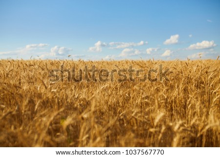 Backdrop Of Ripening Ears Of Yellow Wheat Field On The Sunset Cloudy Orange Sky Background. Copy Space Of The Setting Sun Rays On Horizon In Rural Meadow Close Up Nature Photo Idea Of A Rich Harvest
