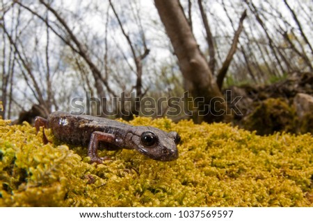 Speleomantes strinatii (Strinati's cave salamander) in its habitat