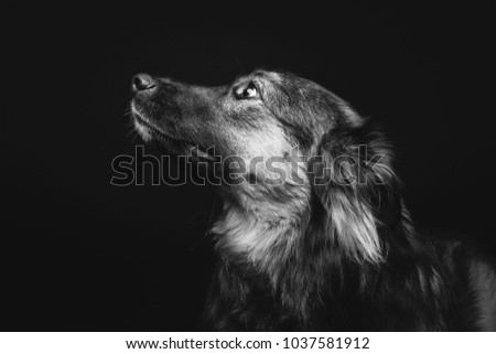 beautiful dog isolated on black