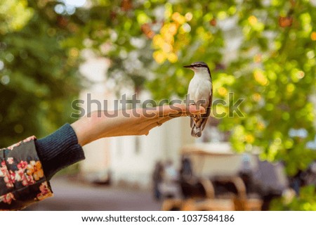 little bird sitting on a hand
