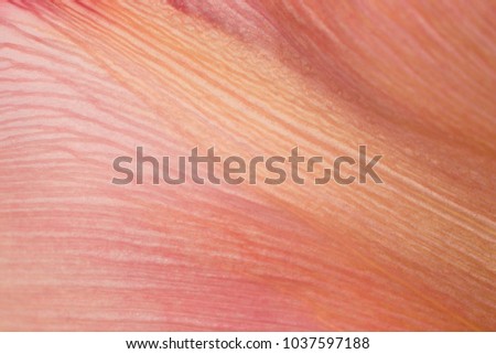 close-up texture of a flower petal