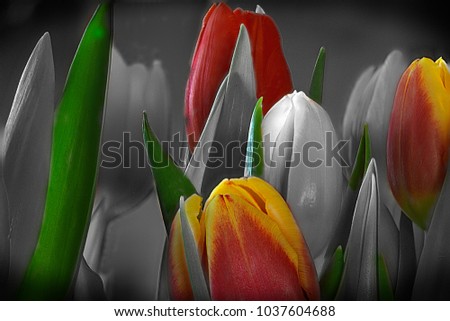 tulips in bloom focus stacking black&white