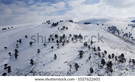 mountain with snowy forest