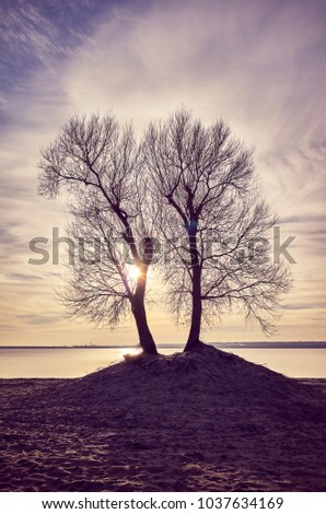Twin trees silhouettes on a river bank at sunset, color toned picture.