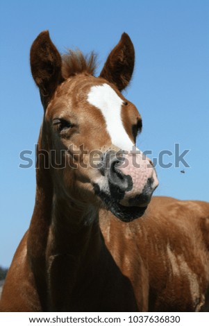 Horse portrait. Brown little foal. Animal photography.-