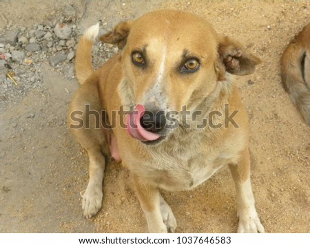 Cute brown color dog on the street