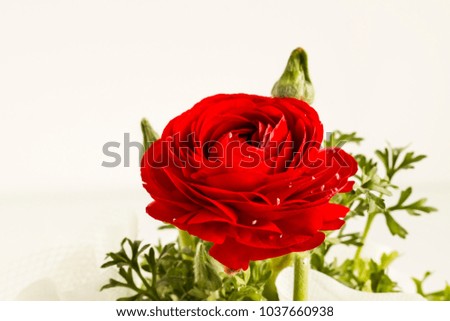 Vivid red color,fresh rose on the white background with copy space.Eight March World Women's Day or any special days.