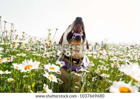 dog of labrador breed laughing in camomiles