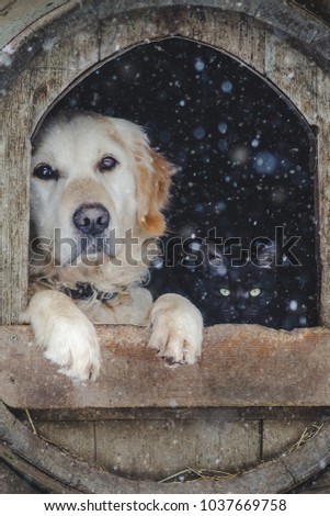 Portrait of golden retriever and black cat sitting inside dog house. Winter, snow.