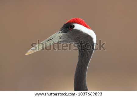 Detail portrait of Japan crane, red cap. Art view on bird portrait. Red-crowned crane, Grus japonensis, head portrait with white and back plumage, winter scene, Hokkaido, Japan. High key photography. 