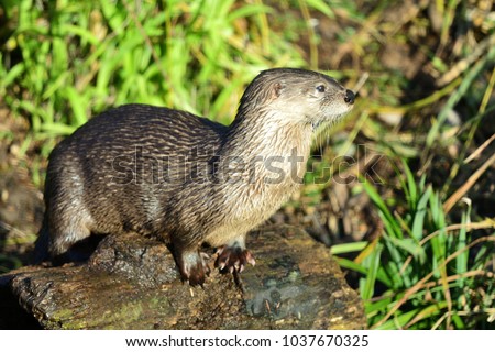 Portrait of a wet otter standing on a log