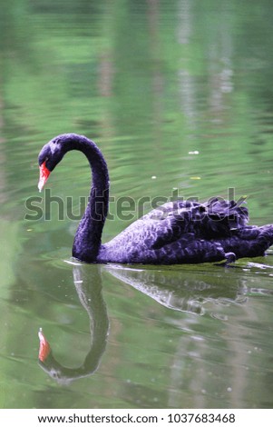 Black Swan Lake Swim