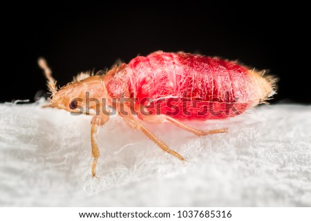 Bedbug parasite insect 