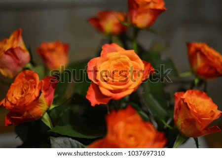 
A bouquet of orange roses as a gift for a woman's day