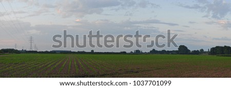 Panoramic picture of a recently planted corn field in the evening with some high-voltage cables