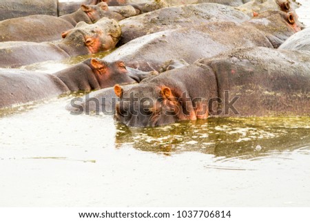 Common hippopotamus (Hippopotamus amphibius), or hippo, herbivorous, semiaquatic mammal native to sub-Saharan Africa, in the water in Ngorongoro Conservation Area (NCA) Crater Highlands, Tanzania