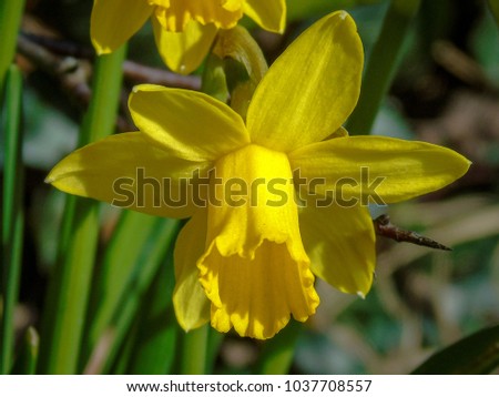 
Close up of an early flowering spring daffodil