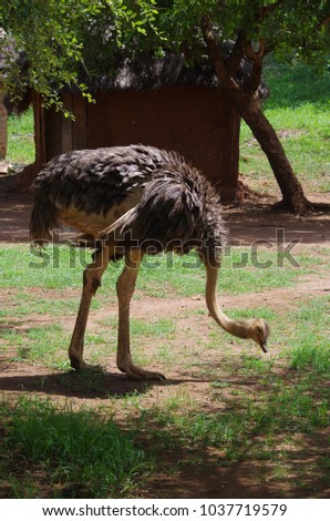 Ostrich Pian Upe Game reserve Uganda