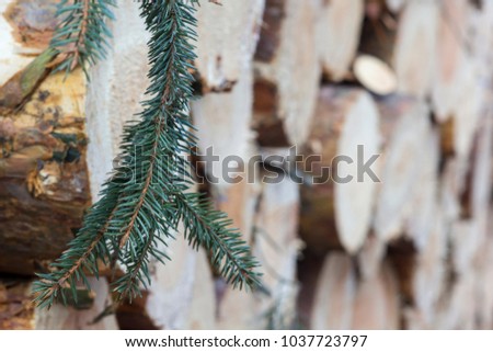 Felling of the forest. Stacked pine logs. Green branch of pine.