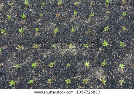 Seedling tree. Royalty high quality free stock image of close up seedling tree planted by husk ash.  With soil fermented from nature organic fertilizer have a mixture soil, ashes, rice husk
