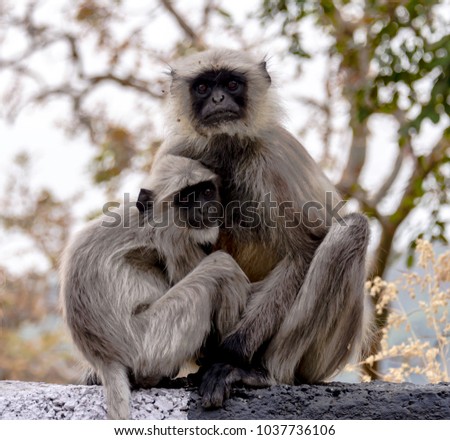 Monkey Family in Wilderness