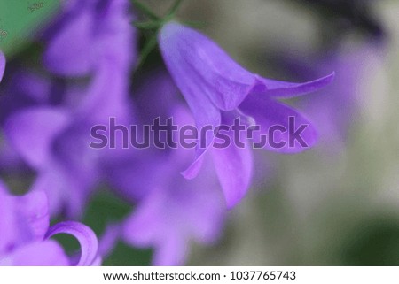 Violet flower wallpaper