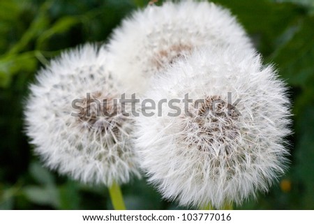 This is a picture of dandelion fluff I was taken in April.