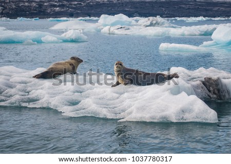 Seals at Jokulsarlon Glacier Lagoon in Iceland