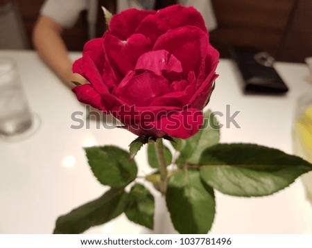 Close up red rose flower 