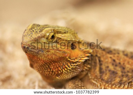 Bearded dragon looking in the camera with vigilance. Best portrait of Bearded Dragon or Pogona reptile resting, posing on an Australian wildlife background.