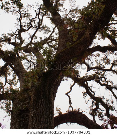Silhouette of an Oak Tree and Bird in Anderson, CA