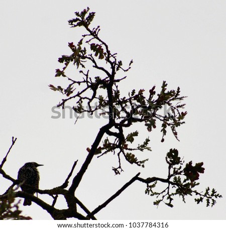 Silhouette of an Oak Tree and Bird in Anderson, CA